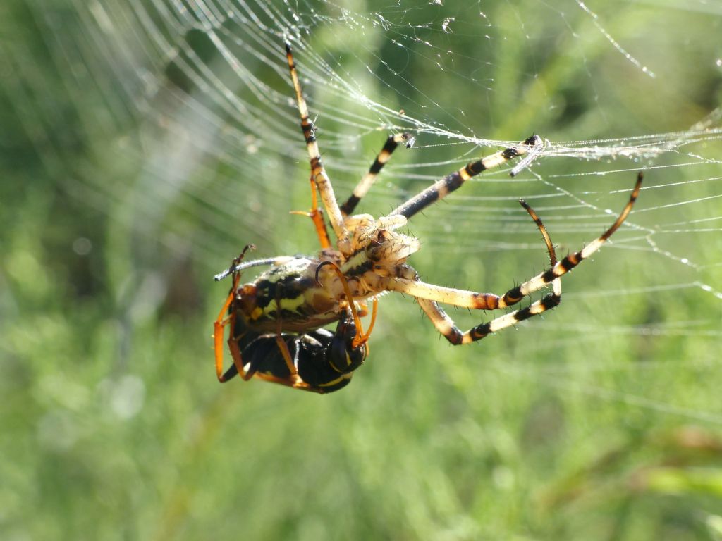 Predazione di Batozonellus lacerticida su Argiope bruennichi.